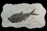 15.8" Fossil Fish (Diplomystus) From 18 Inch Layer - Hanger Installed - #130448-1